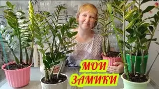 ЗАМИОКУЛЬКАС🌿РЕЗУЛЬТАТЫ ПОДКОРМКИ