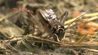 【音ありスロー動画】ツヅレサセコオロギ鳴く