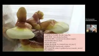 On growing the Reishi mushroom
