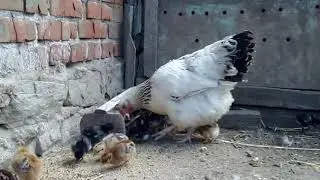 VID 20210509 125057