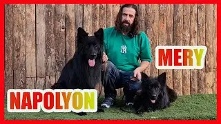 YENİ KÖPEKLERİM ÇOK HARİKALAR #almankurdu