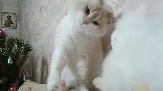 Котей