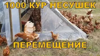 1000 кур-несушек перемещение