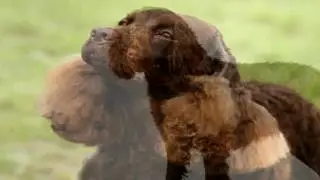 American Water Spaniel Parasite Prevention