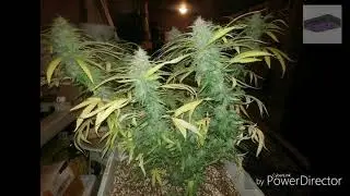 Growing With Gro Koski S1: Episode 2