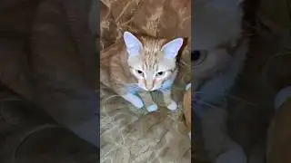 СИМБОЧКА-ХОЗЯИН! #кот #жизнькота #приколыскотами #милоевидео