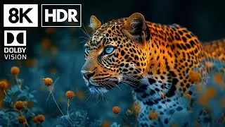 PARADISE OF DOLBY VISION™ | ULTIMATE COLORS 240 FPS [8K HDR]