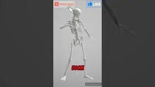 ¿cuál es el hueso más largo del cuerpo humano? #curiosidades #education #viral #shorts