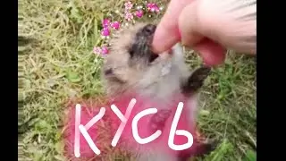 Ежик сделал кусь