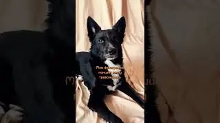Фотографии Фоги как антистресс 😌