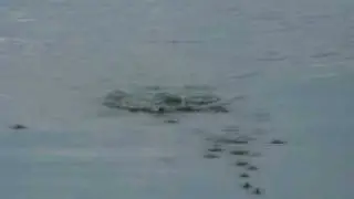 Игра попперов