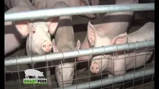 A Full Pig Farming Guide for Beginners - Smart Pigs Part 1