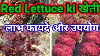 Red lettuce ki kheti।red lettuce ke fayde।सलाद पत्ते की खेती।lollo rosso lettuce benefits।
