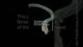 Face to Face with a 2 Foot Sea Worm