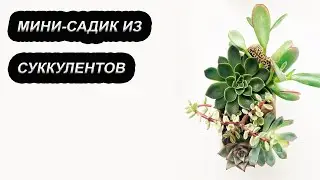 Мини-садик из Суккулентов | Как сделать композицию в кашпо