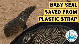 Baby Seal Saved From Plastic Strap