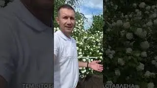 КАЛИНА БУЛЬДОНЕЖ #садыроссии #дача #саженцы #сад #shorts