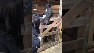 #экскурсия . Баунти🐎🥰с косичками.#лошади #horse
