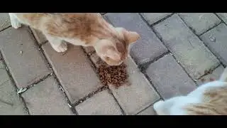 #кошки