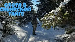 Охота с Фокстерьером на боровую дичь в Манской тайге. Красноярский край, Восточный Саян. 24.02.2023