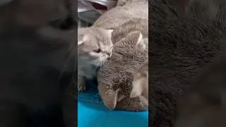 МАЛЫШИ БЕЗУМА ОТ ПАПЫ КОТА! 