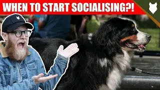 WHEN TO START SOCIALISING MY BERNESE MOUNTAIN DOG PUPPY