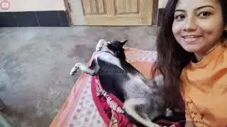Cute and funny morning with my dog Shinchan 🐶 | More happy moments 😍