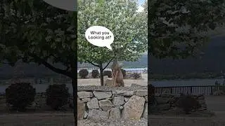 CAUGHT in The ACT!! Deerlicious Delights  #wildlife #nature #deer