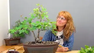 Бонсай из дубов (ч.17).