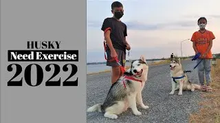 On a walk side with 2 of the Husky Pack. 🐺 #Husky #Huskies #Shorts