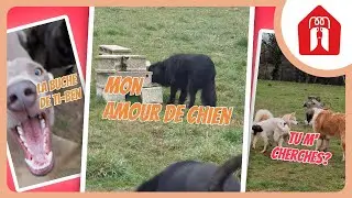 LA BAGARRE ! (Ou presque...) 🐶 Pension CHEZ MARTH' 87 #21