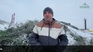 Перереботка новогодних деревьев