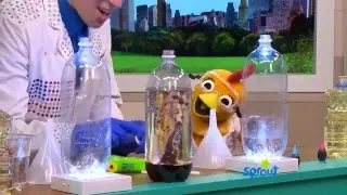 Pre-School Science Experiments on Sprout - HOMEMADE LAVA LAMP - Jeffrey Vinokur