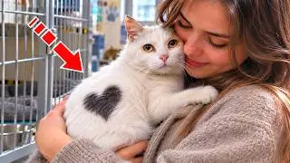 A girl adopted an old cat from a shelter but found something strange at home!