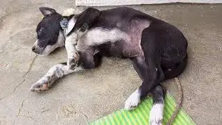 sleeping time karuppan (கருப்பண்) reaction
