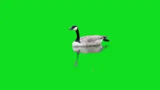 duck green screen