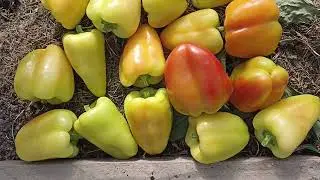 Перец зреет на кустах