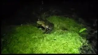 Big Frog