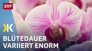 Orchid test: The blossoms wilt at different rates | 2017 | Kassensturz | SRF