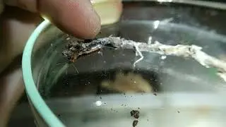 Эмбии (Embia cf. savignei)