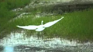 Abraham Hicks-Do only what you really want to do .