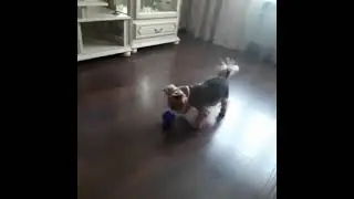 обычное шд: