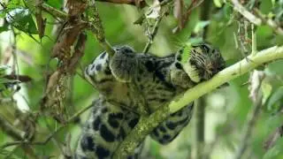 Sunda clouded leopard feeding on a red leaf langur