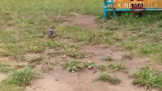 Клип от голубей воителей Нейратаксин