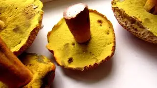 What mushrooms should you not eat?
