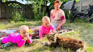 Николь и Доминика в гостях у БАБУШКИ. ПЕРВОЕ знакомство с КОТИКОМ. Крейзи лайф