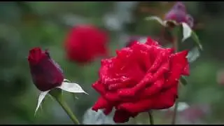 Romantic Piano Music _ Beneath th Moonlight,Marigold ,Relaxing Music