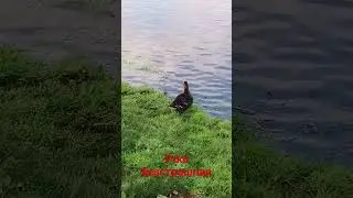 утка на рыбалке.