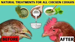 TOP 4 BEST NATURAL TREATMENTS FOR RESPIRATORY DISEASES | TREAT ALL TYPES OF CHICKEN COUGHS