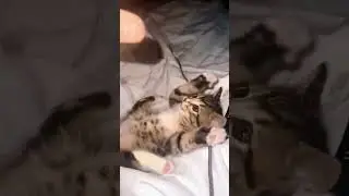 Cat cat #cats @ shots@ viral video